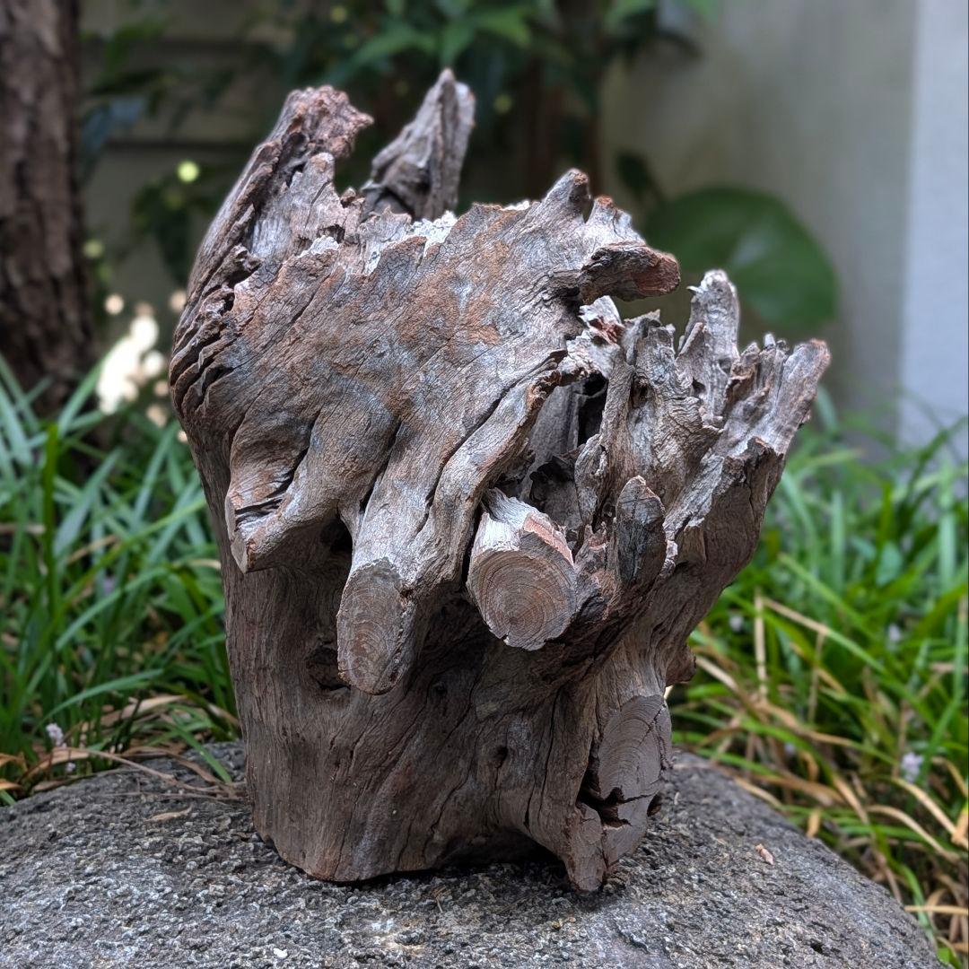 プレミアムスタンプウッド【PSW003】流木 アクアリウム ビバリウム 水槽