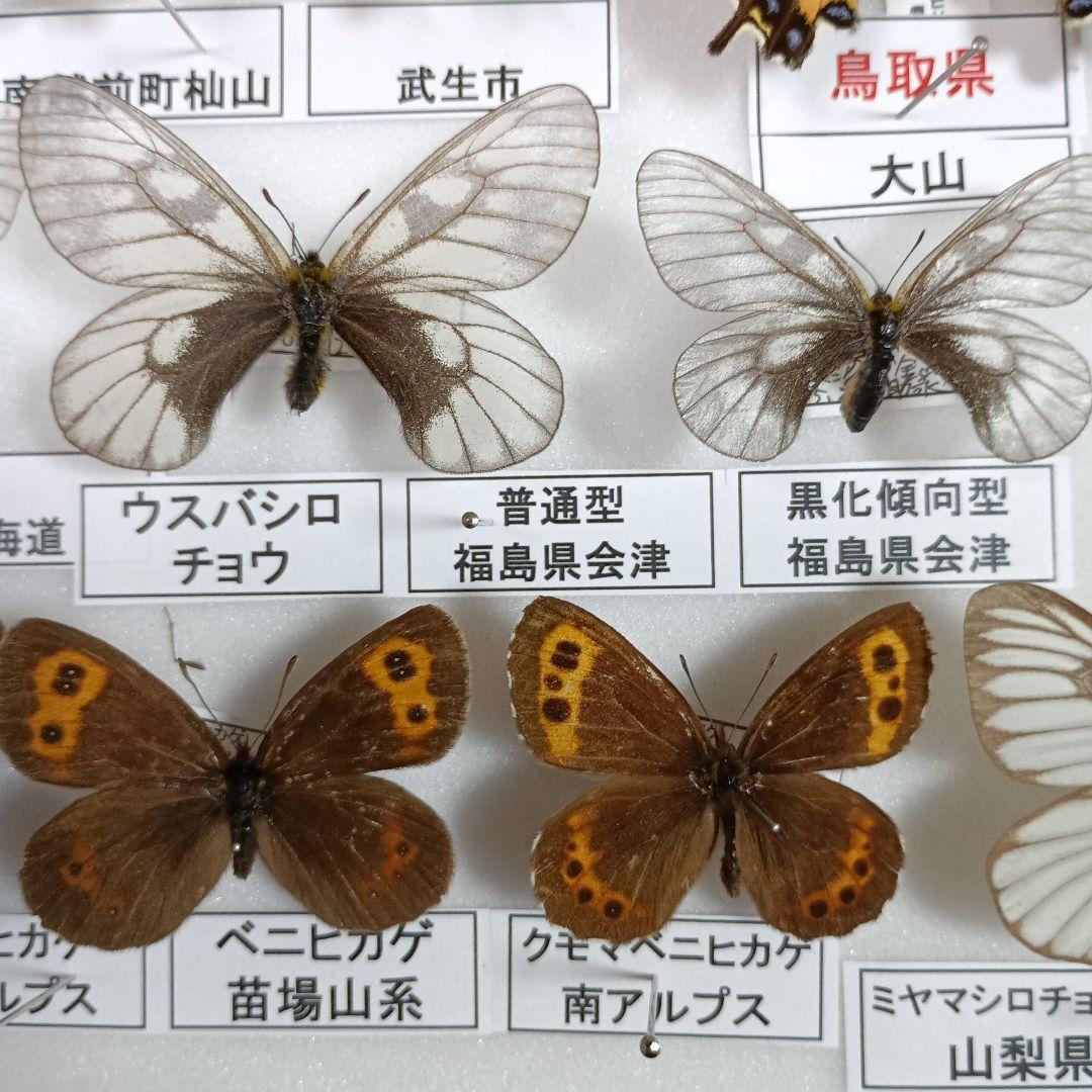 蝶の標本 年1回発生のウスバアゲハ・高山蝶・局所蝶