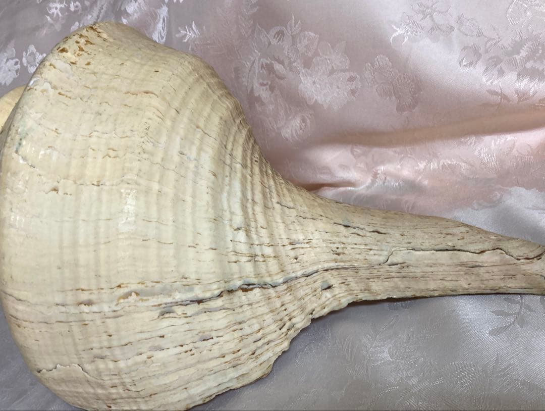 アラフラオオニシ49cm 世界最大の巻貝