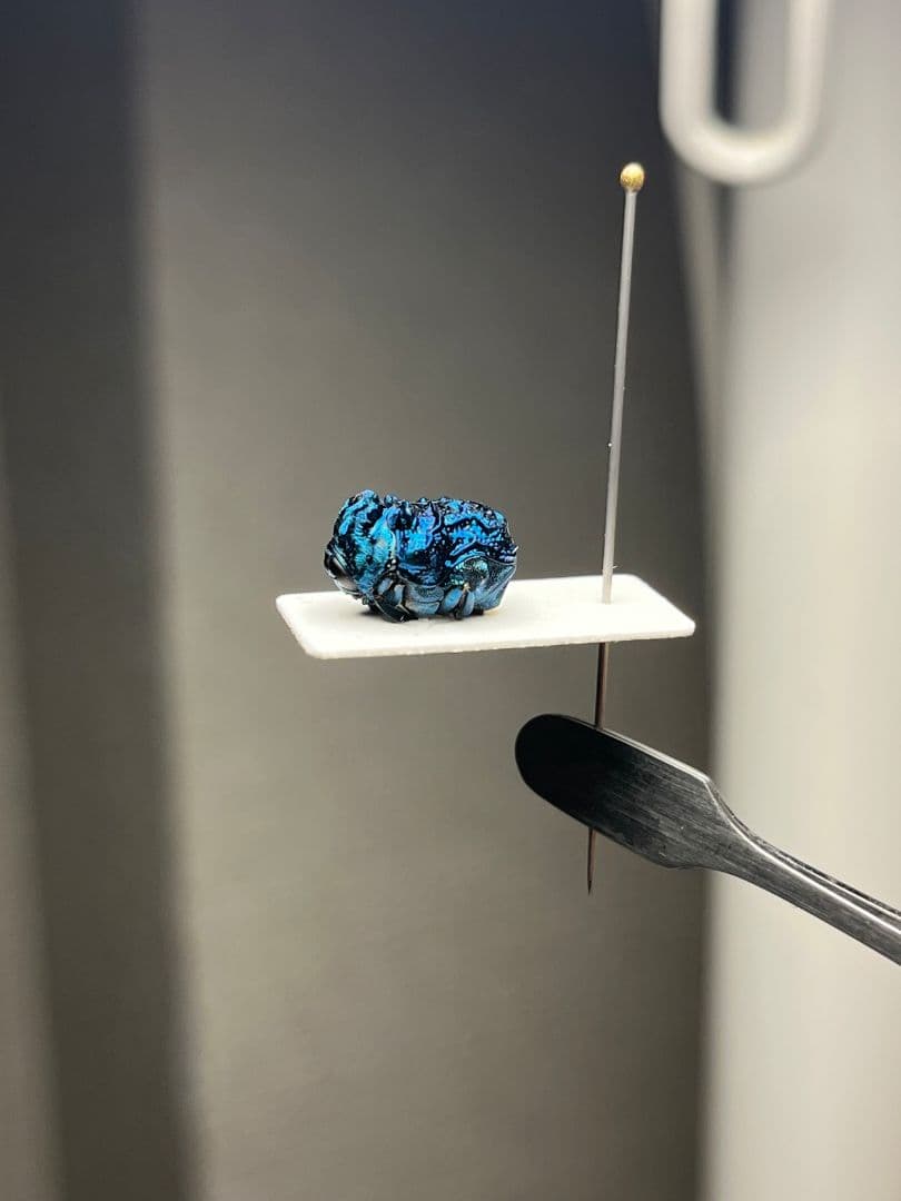 【9mm】グンジョウオオコブハムシ コメツキムシ昆虫標本甲虫タマムシスハンダエ