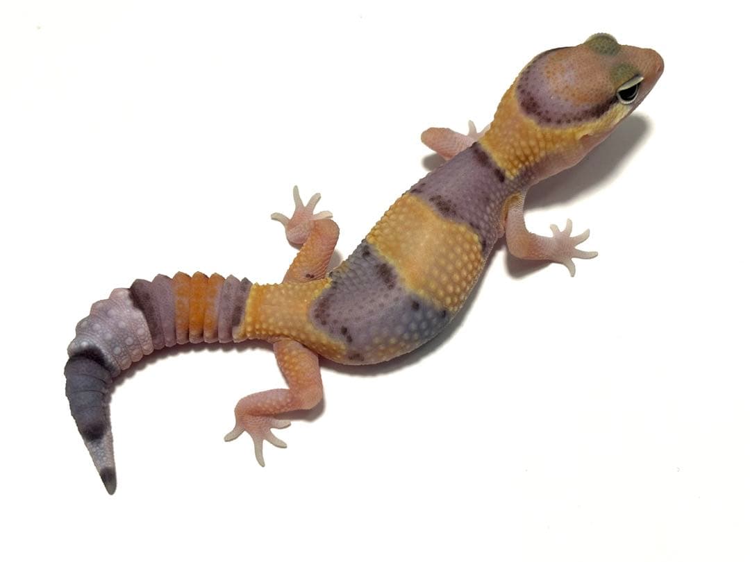 冷凍クロコL約1000匹1kg冷凍コオロギ