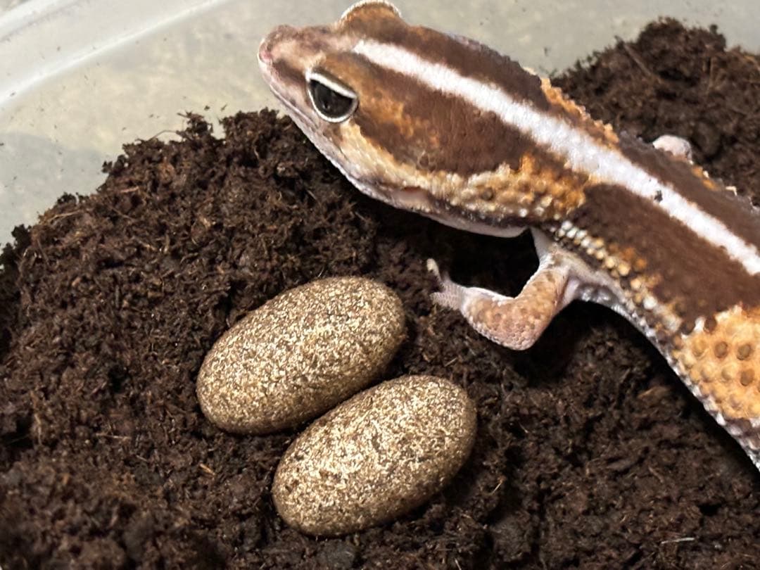 冷凍クロコL約1000匹1kg冷凍コオロギ