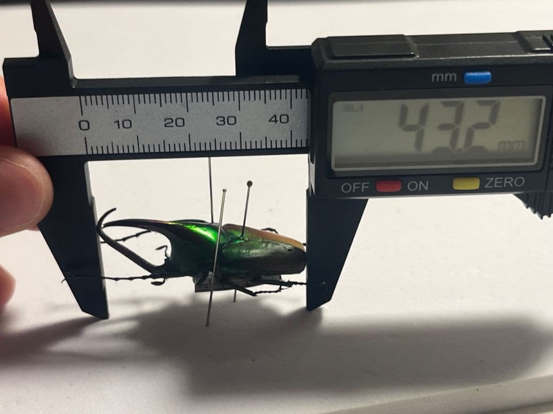 【43mm】カブトハナムグリ コガネムシ プラチナコガネ カナブン　昆虫標本