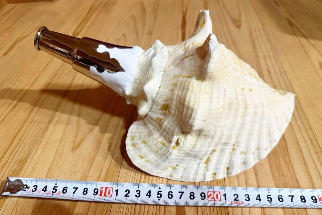 希少古代特大肉厚桃色法螺貝　（ピンク貝）法螺貝　ほら貝❣️コンク貝笛