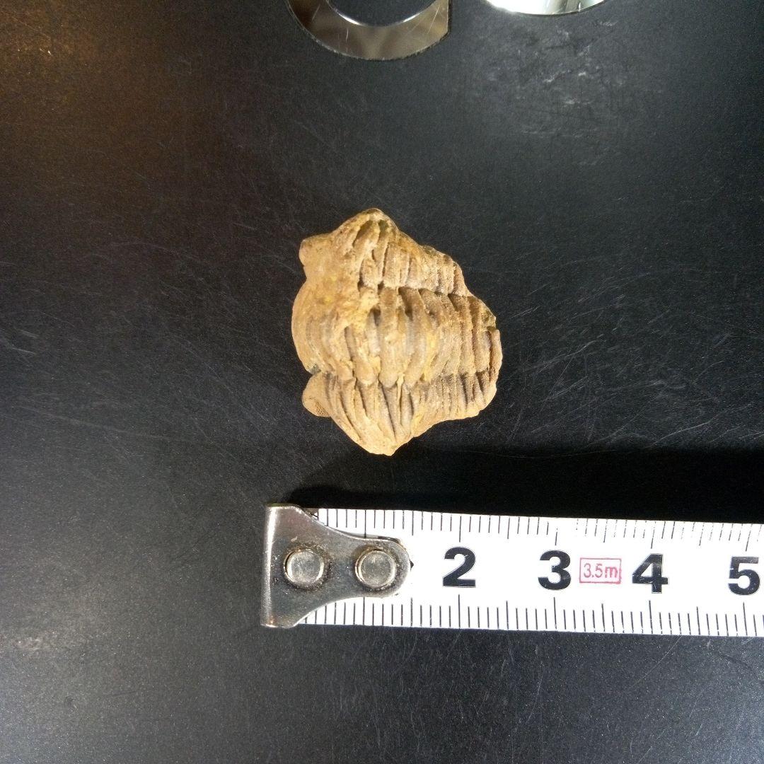 三葉虫　化石　fossil　ボリビア産　trilobite　海生動物個体⑨