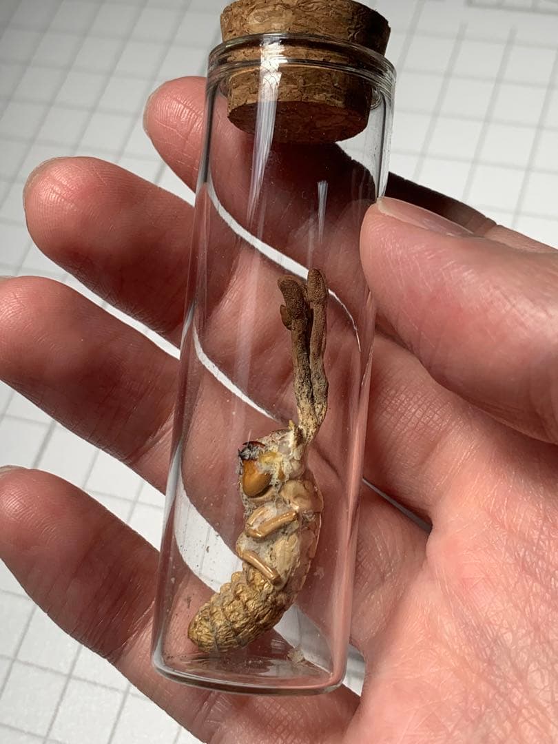 珍品！　冬虫夏草　セミ　昆虫標本　漢方　鉱物　隕石　呪物　根付　出土　人体標本