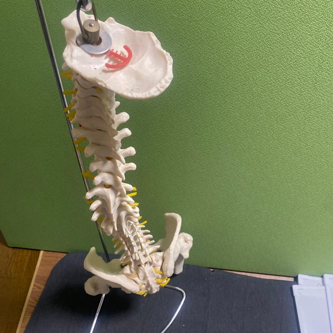 脊椎模型 約80cm 可動式