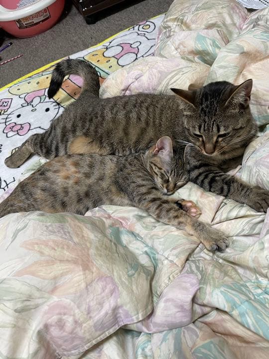 我が家のにゃんこ(*^^*)