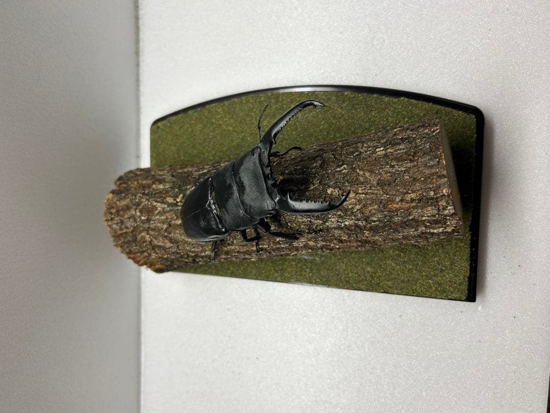 タ*カ様 LIVE標本　パラワンオオヒラタ　109.2mm 超特大
