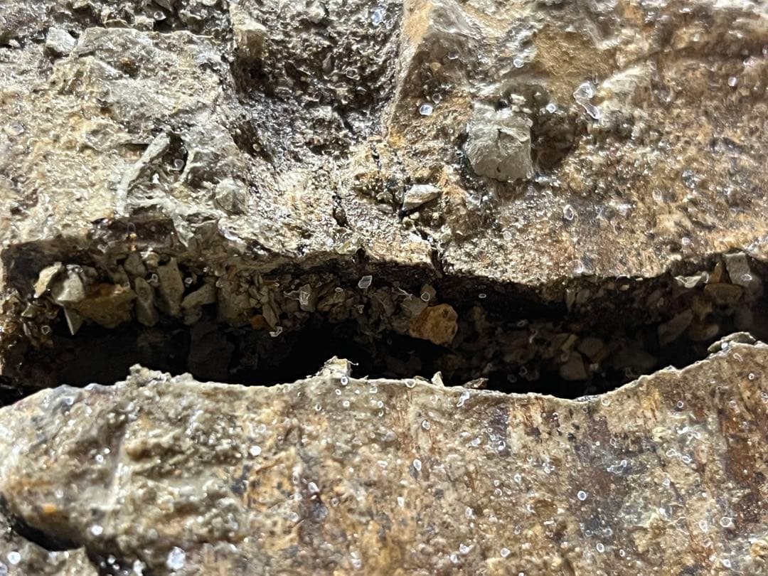 トリケラトプス　フリル　実物化石