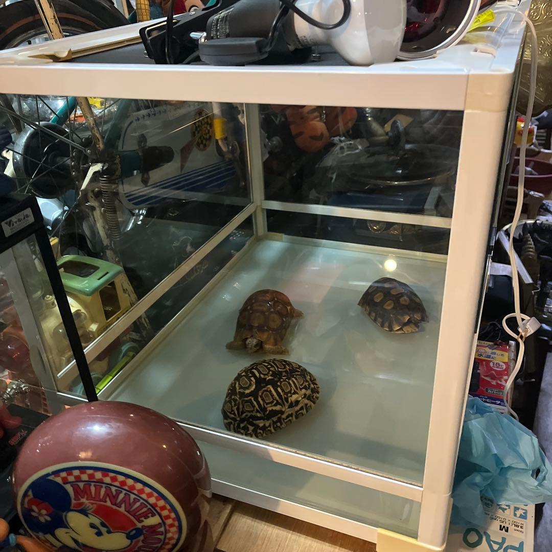 リクガメゲージ 爬虫類ゲージ サンコーゲージ 60x 45x４５、