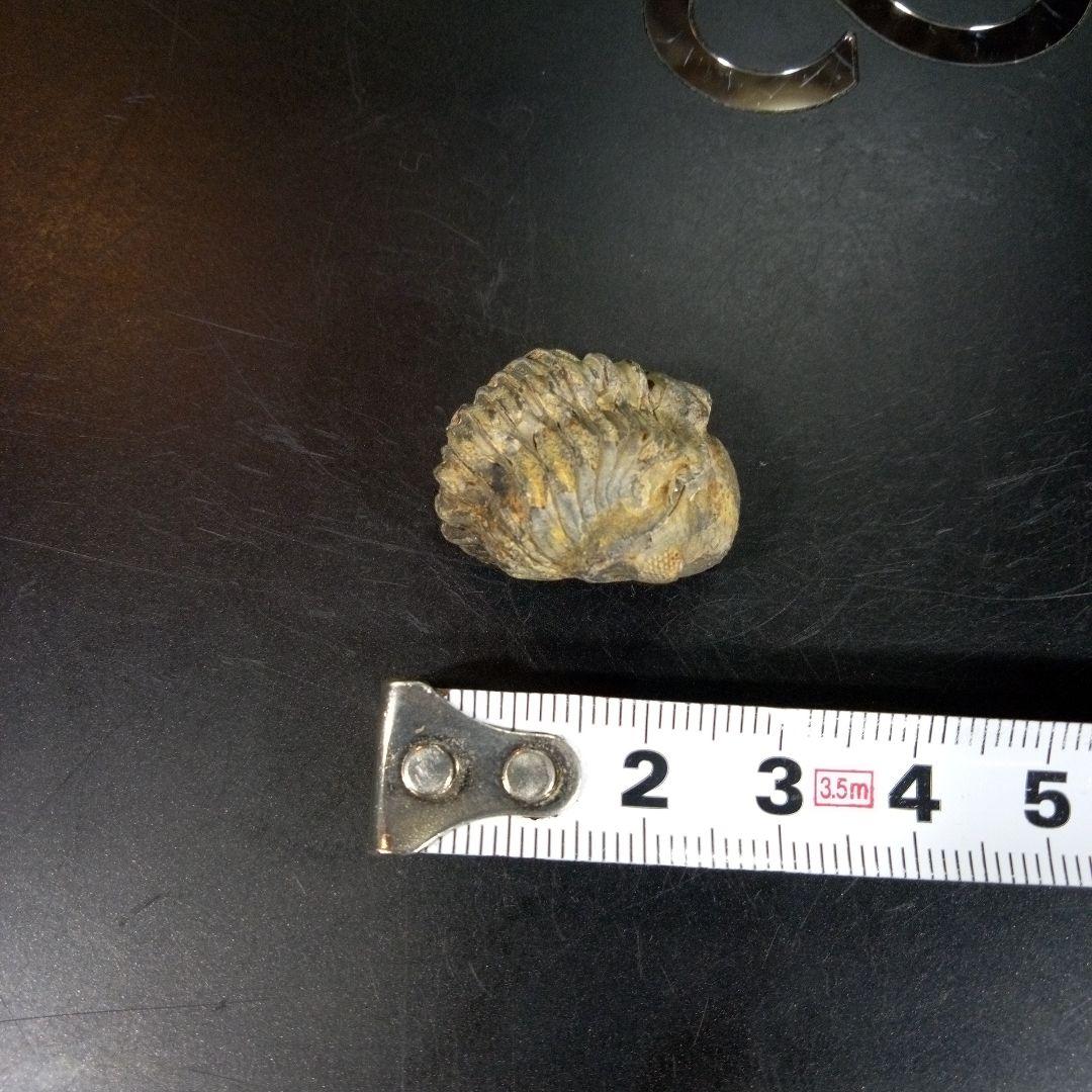 三葉虫　化石　fossil　ボリビア産　trilobite　ノジュール管理⑩