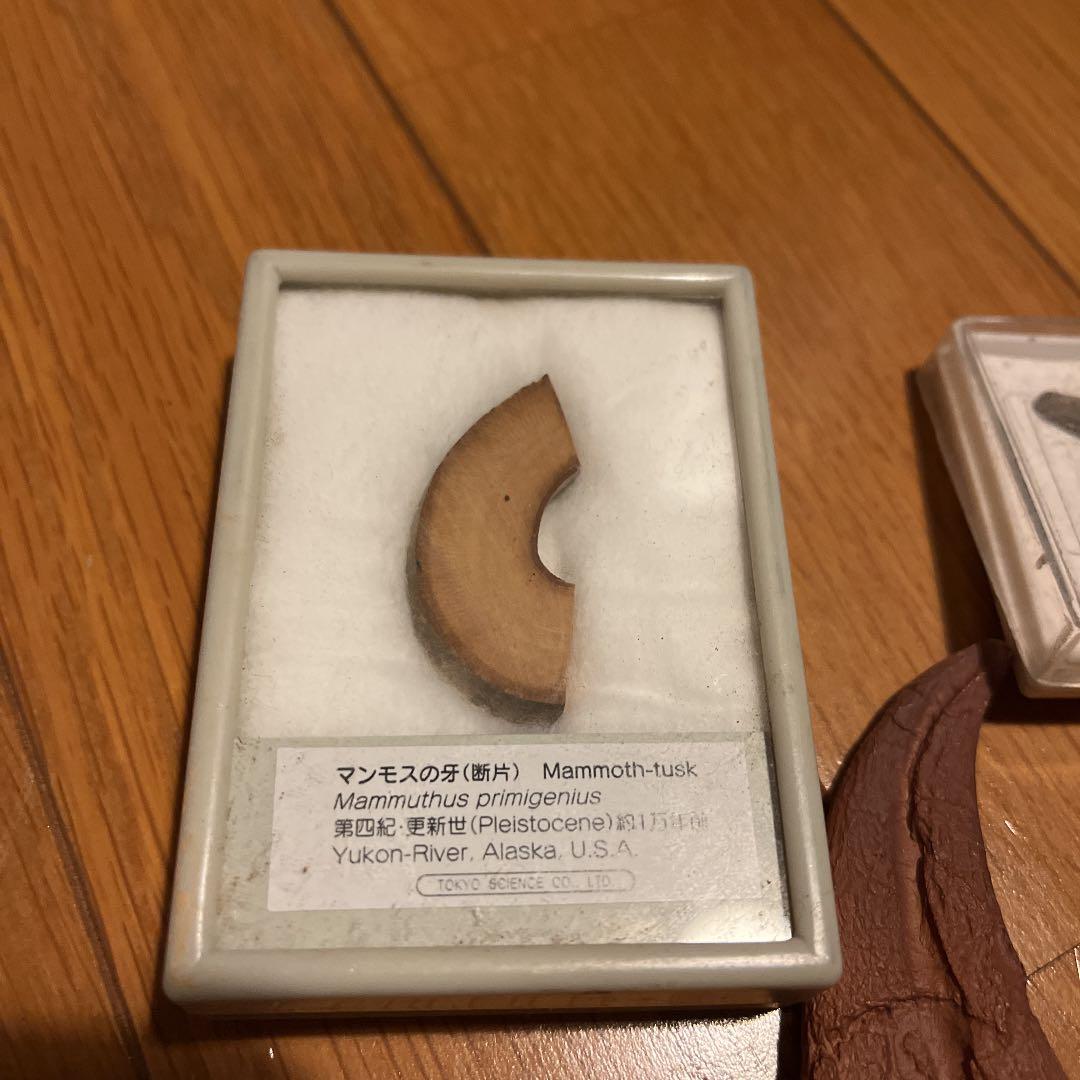 化石 アンモナイト 琥珀 亀 まとめ売り 三葉虫 スピノサウルス 爪