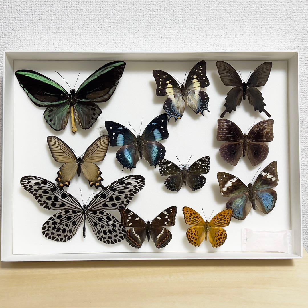 昆虫標本 蝶