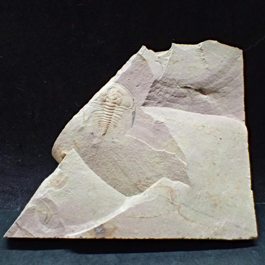 三葉虫の化石 美麗 オレネルス USA産 本物保証