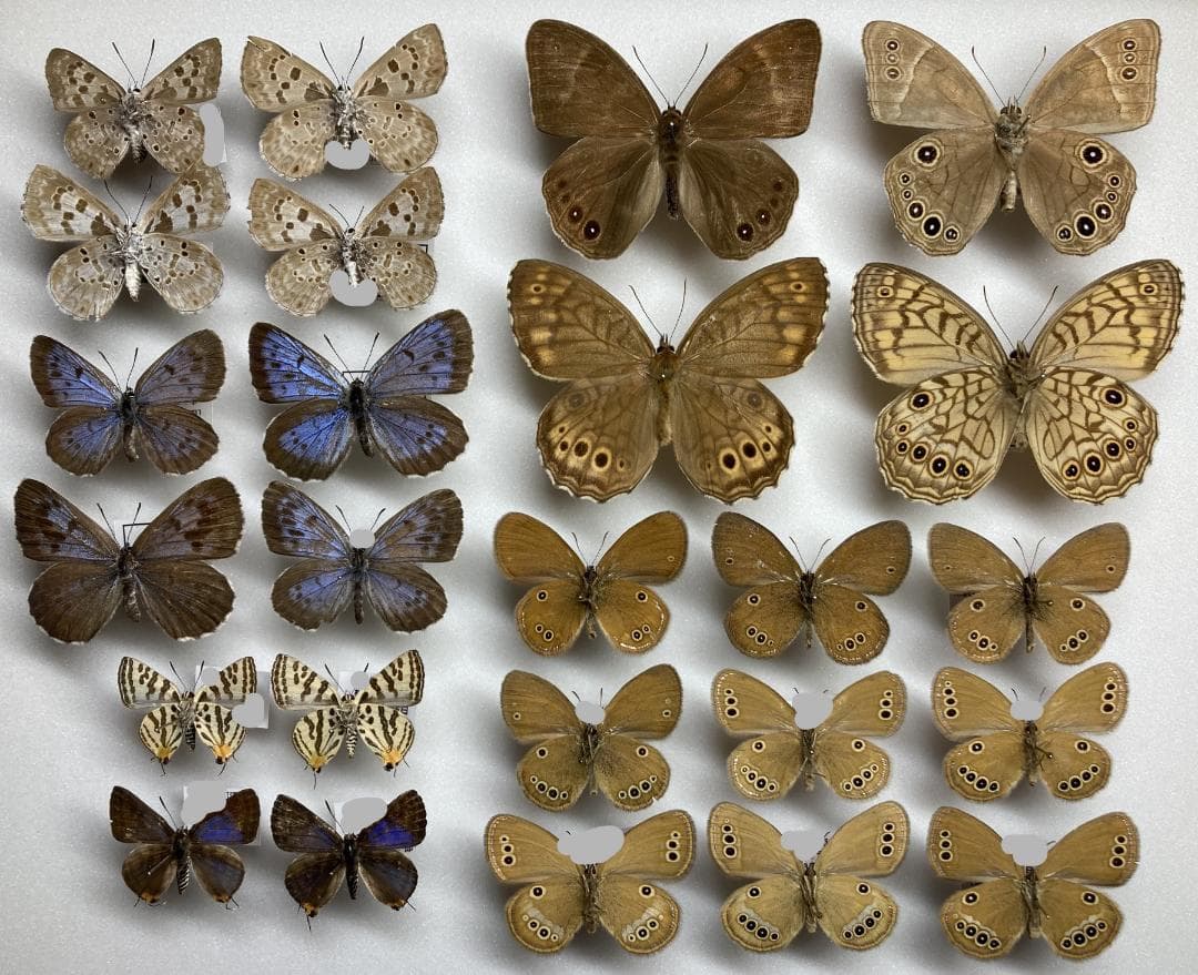 ベルサンタ　標本詰め合わせ