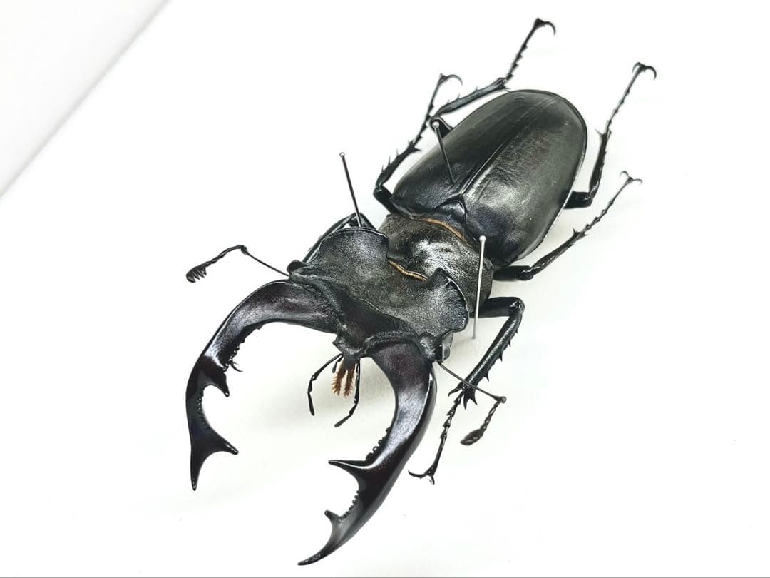 ヨーロッパミヤマクワガタ　標本　80mm