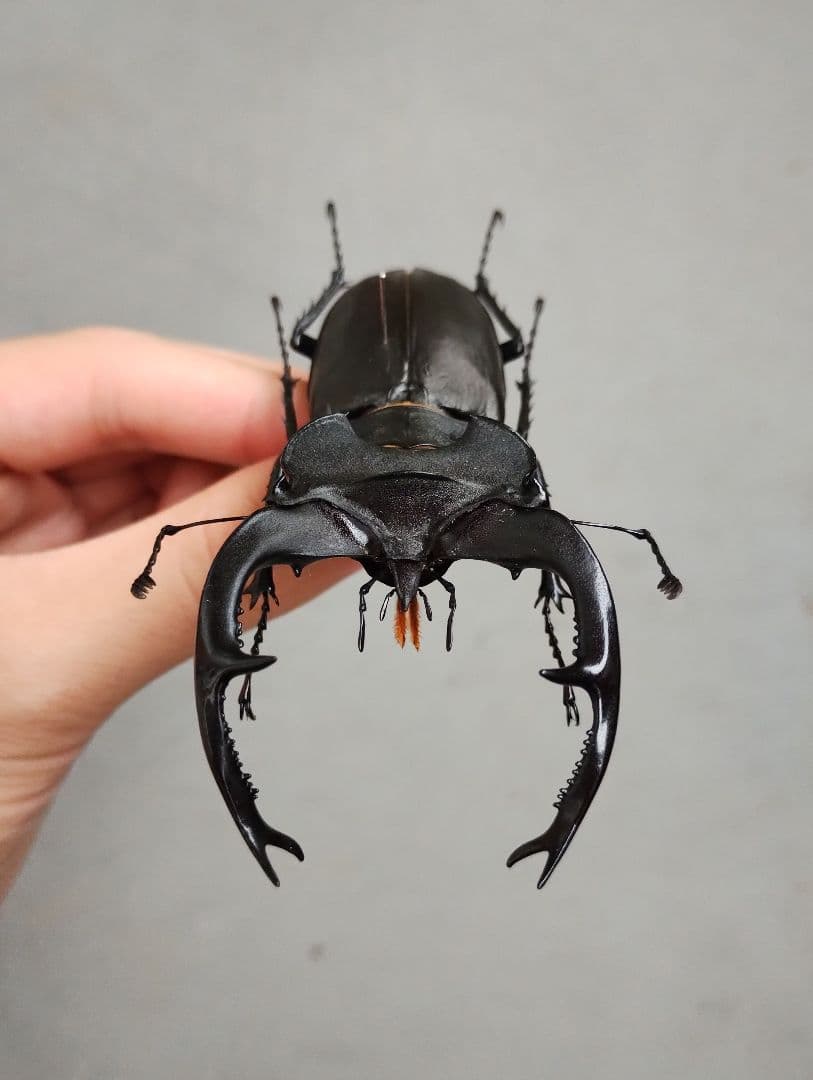 【標本】ユダイクスミヤマクワガタ 92mm 飼育品 昆虫標本