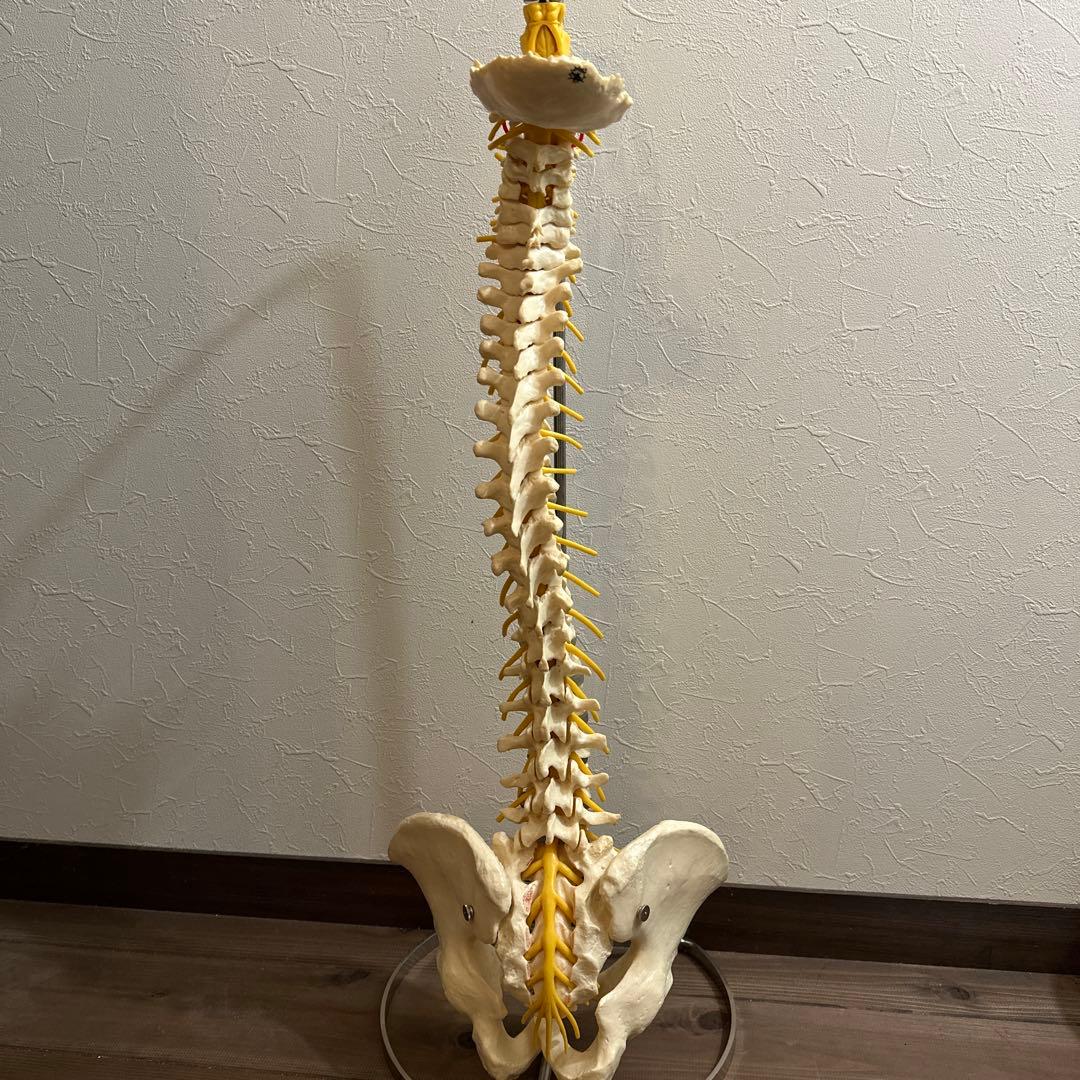 ドイツ製 人体脊椎模型 可動式 約85cm（カイロプラクティック）