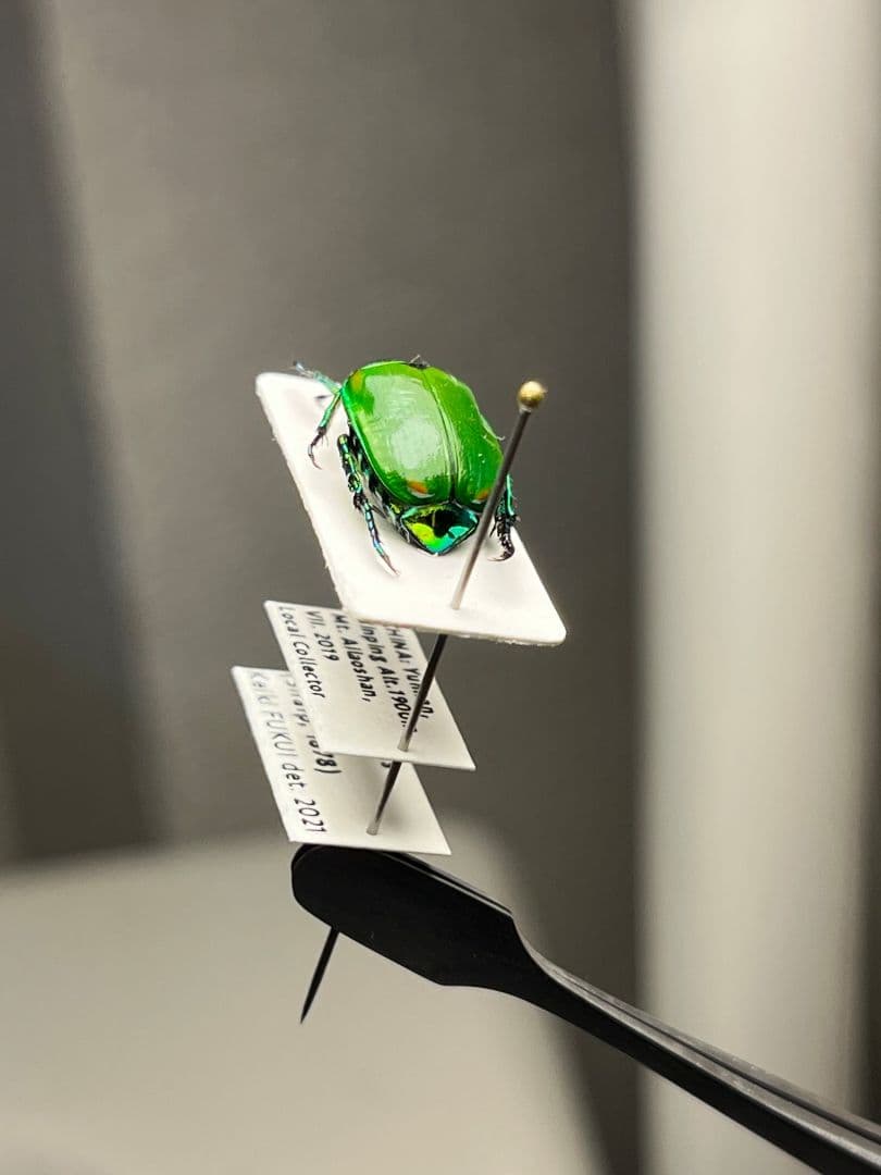 【極美展足】スジコガネの一種　標本 福井敬貴作品 真作 プラチナコガネ