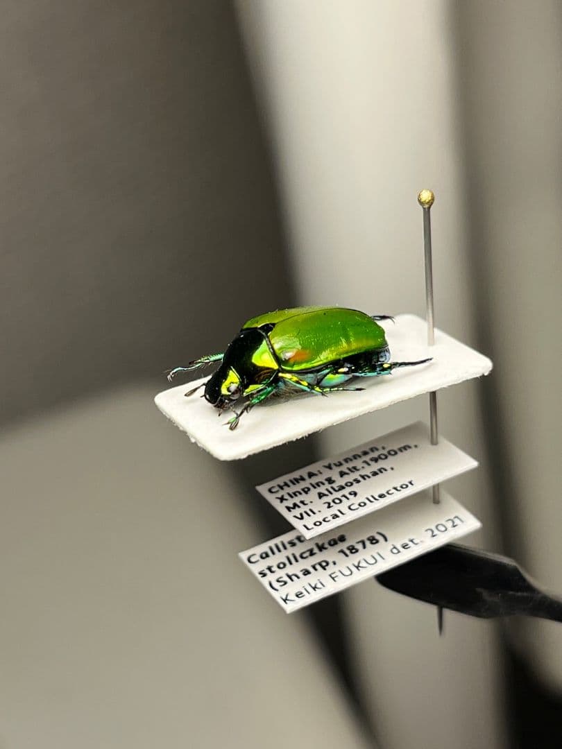 【極美展足】スジコガネの一種　標本 福井敬貴作品 真作 プラチナコガネ