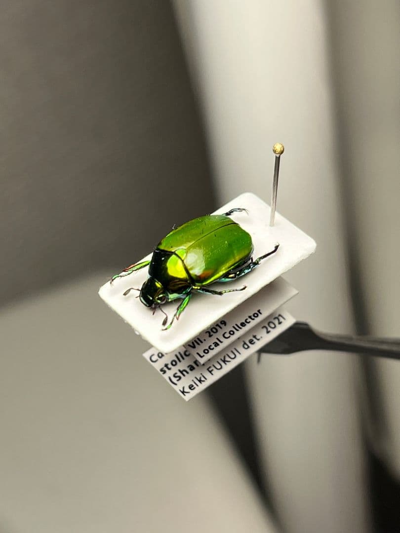 【極美展足】スジコガネの一種　標本 福井敬貴作品 真作 プラチナコガネ