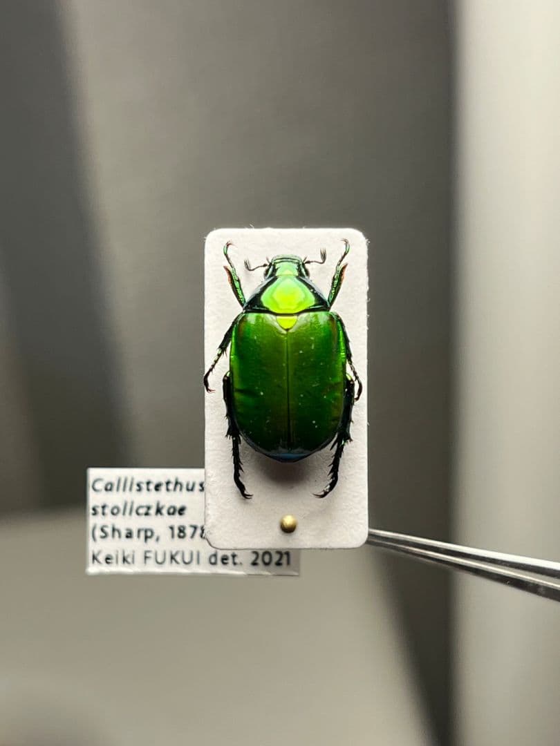 【極美展足】スジコガネの一種　標本 福井敬貴作品 真作 プラチナコガネ