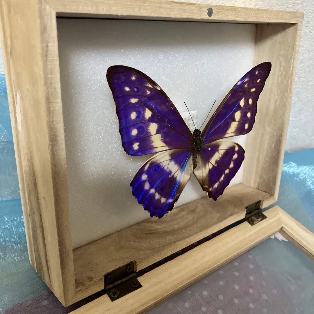 キプリスモルフォ♂