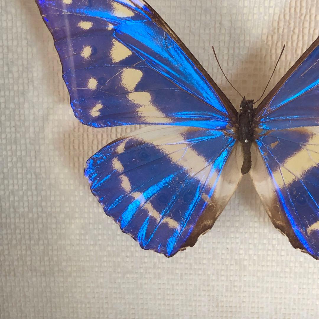 サ*ヤ様 キプリスモルフォ蝶 コロンビア 標本 額縁入り