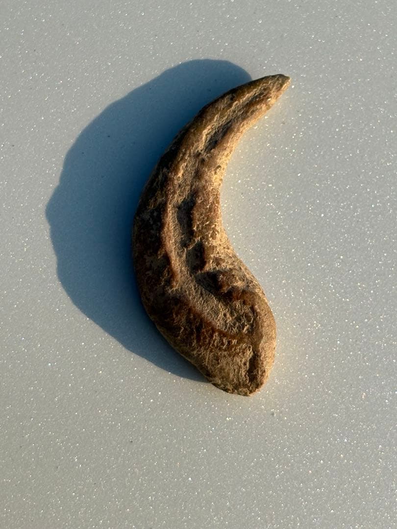 翼竜の爪　化石　モロッコ