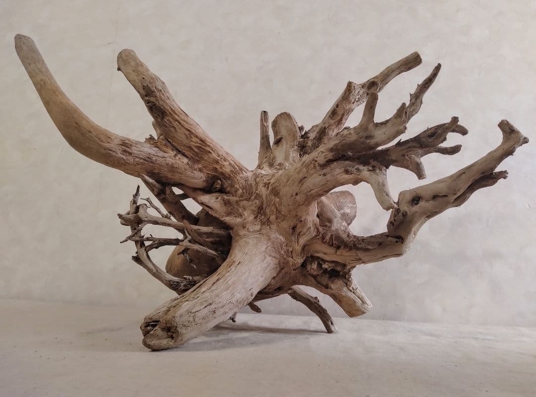 【希少】アクアリウム・パルダリウム向け 特大塊根ホーンウッド流木（約50cm）