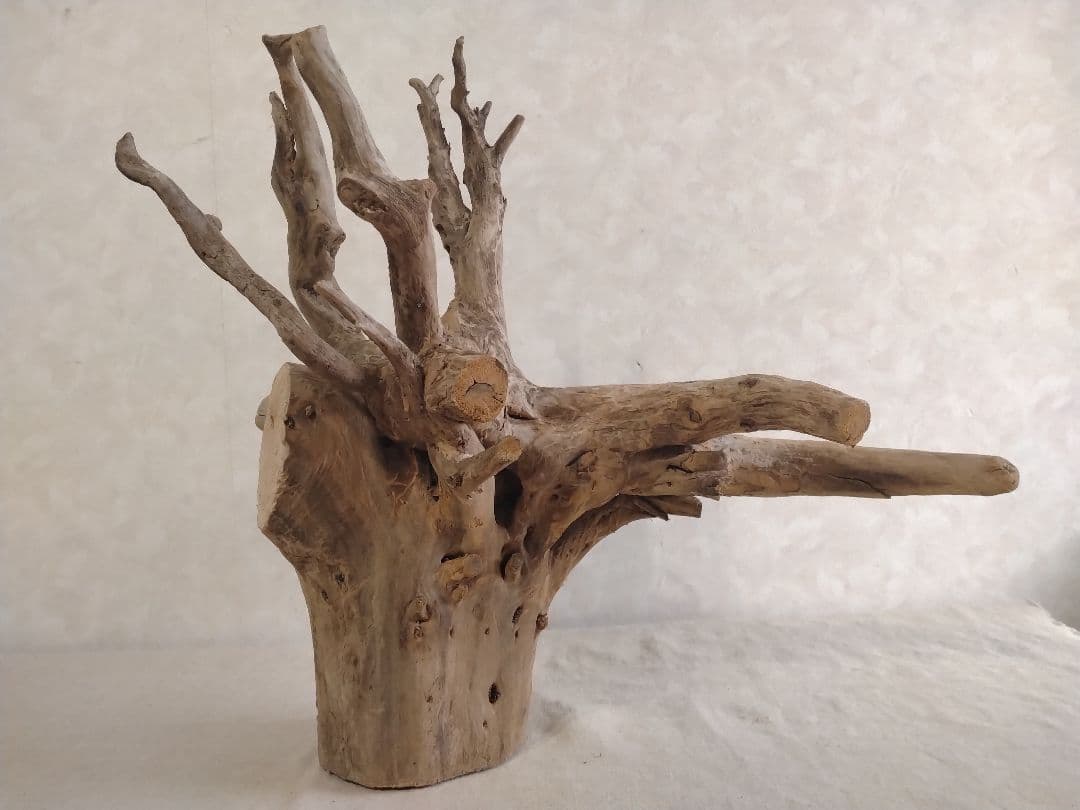 【希少】アクアリウム・パルダリウム向け 特大塊根ホーンウッド流木（約50cm）