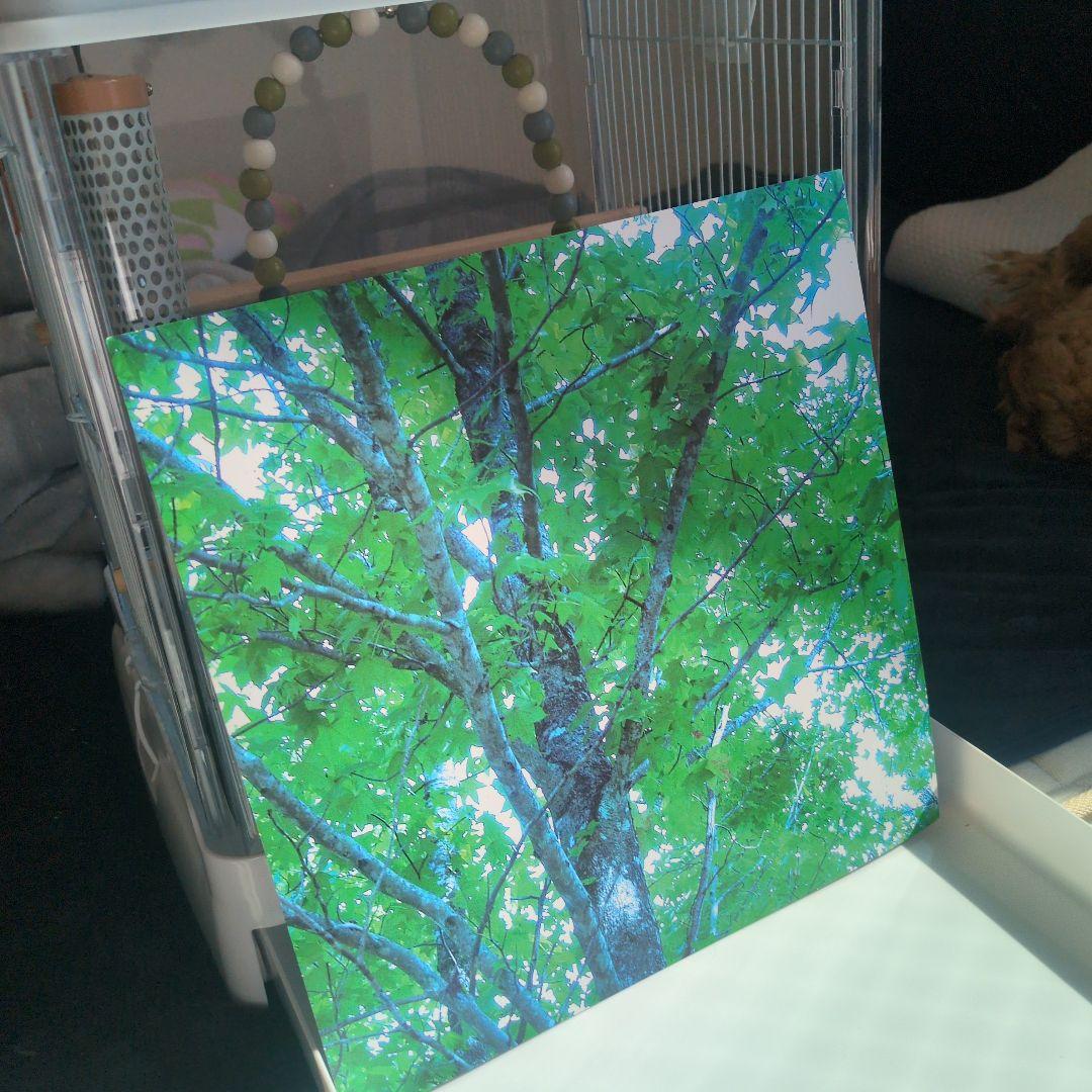 SANKO　クリアバード 35WH