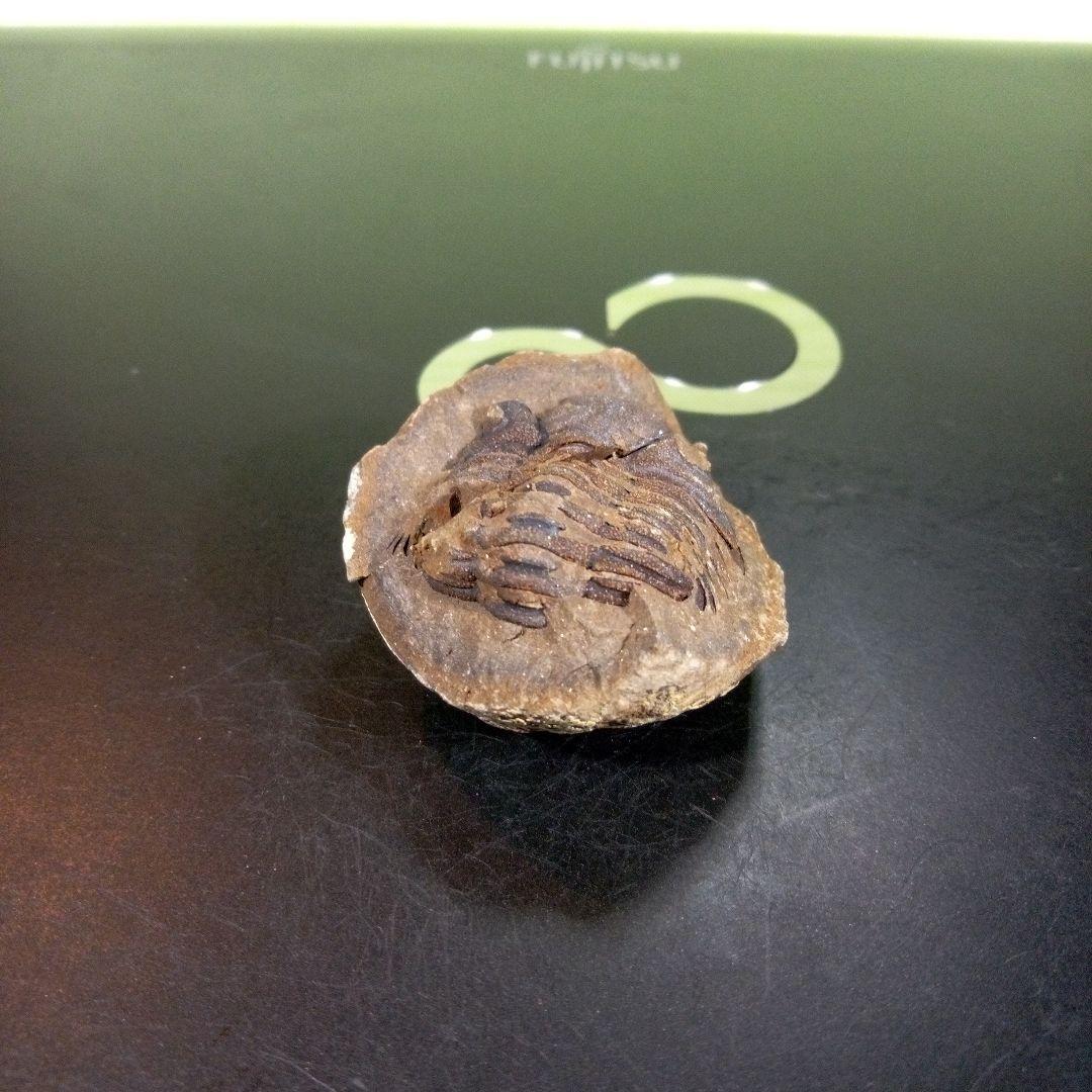 三葉虫　化石　fossil　ボリビア産　trilobite　三葉虫判別➁