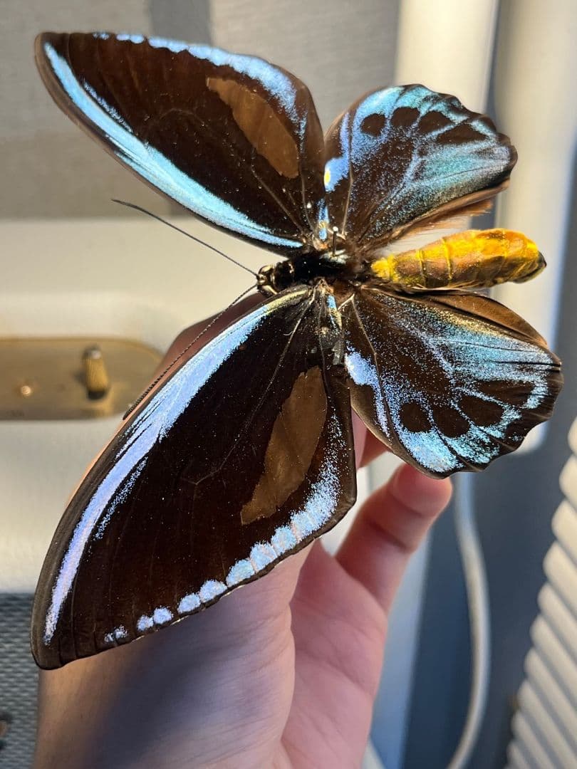 アオメガネトリバネアゲハ 外国産蝶標本 モルフォ 蝶 標本 野外採集品 蝶の標本