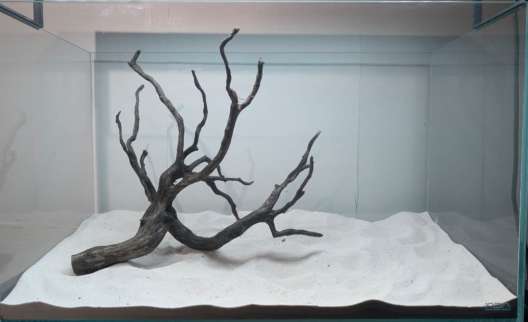 ブラックスマトラブランチ【BSB118】アクアリウム まとめ買い対応可 水槽