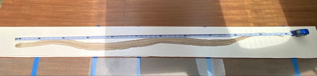 アオダイショウ抜け殻