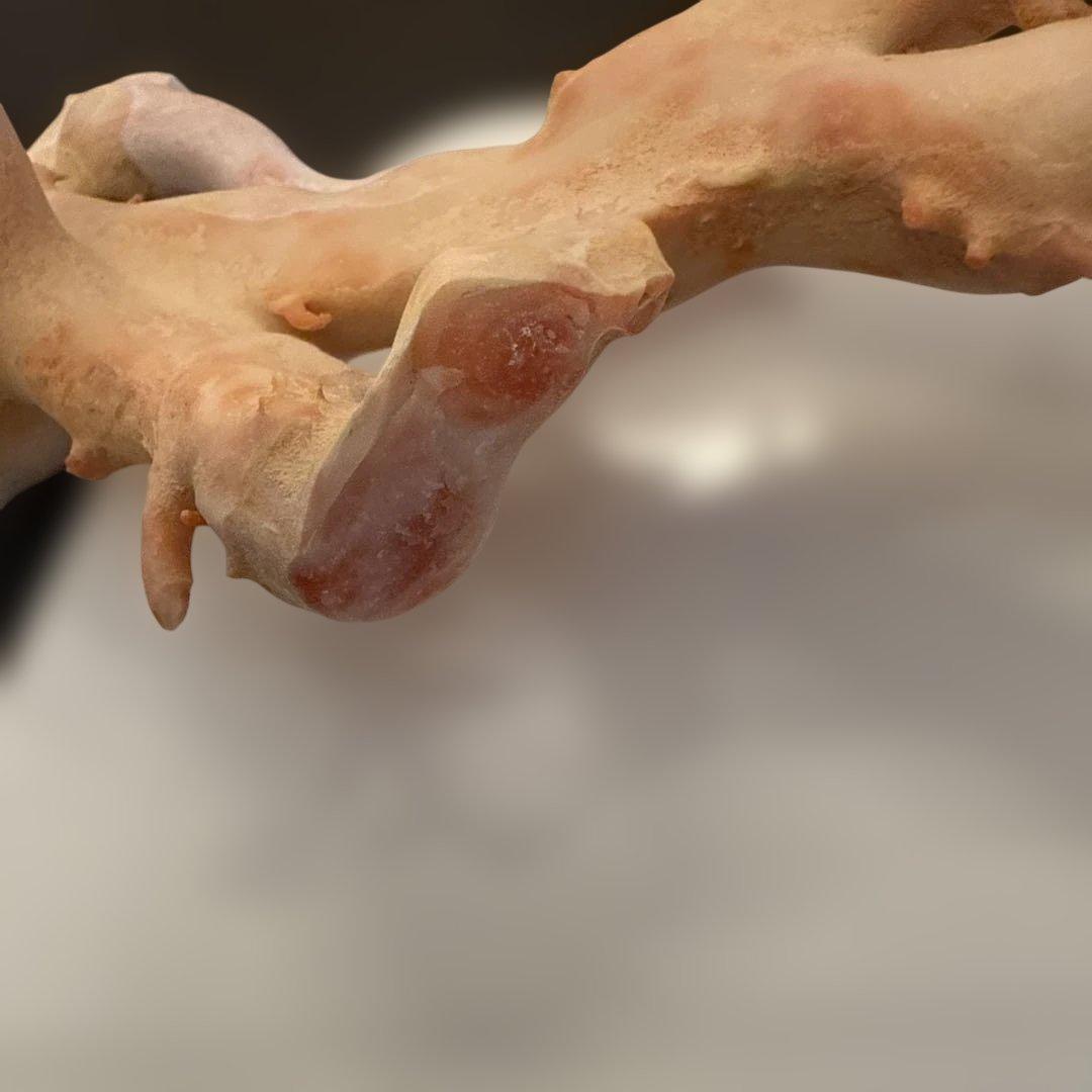 珊瑚　原木　桃色　コーラルピンク系