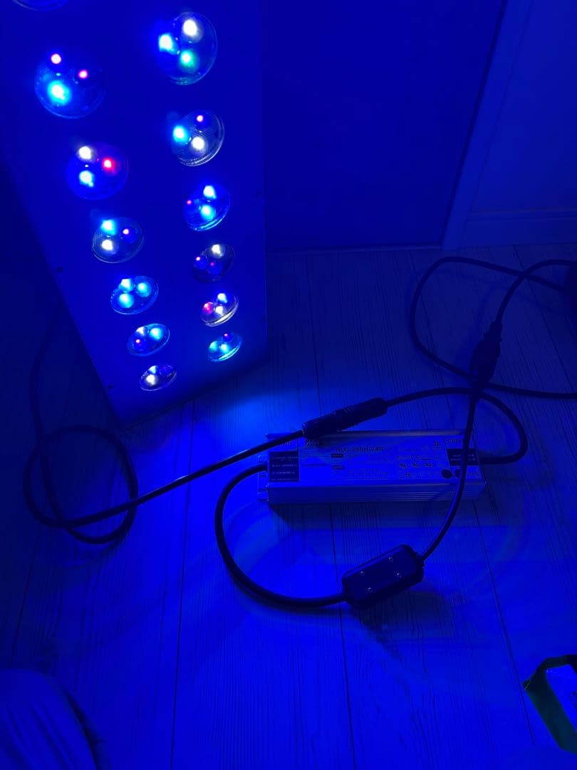 サンゴ　ZOOX レブロン90 美品　ハイスペック照明