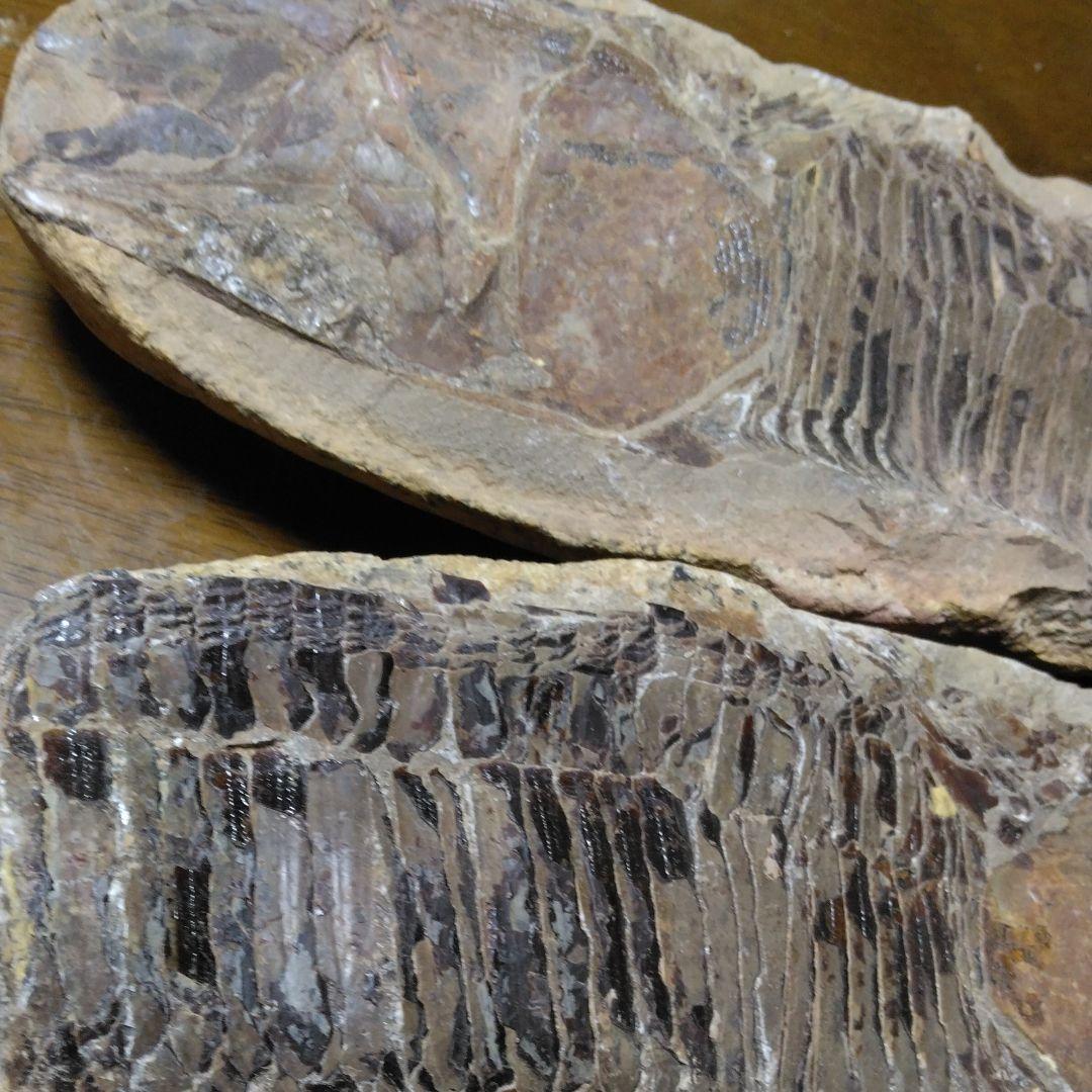 化石　　三葉虫　　石　　古い　　レトロ