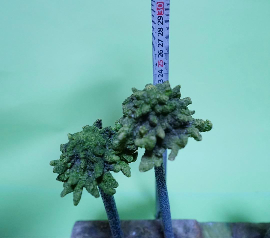 超激レア　フェバリット　ジオラマ　恐竜 3体付き（ティラノサウルスなど）