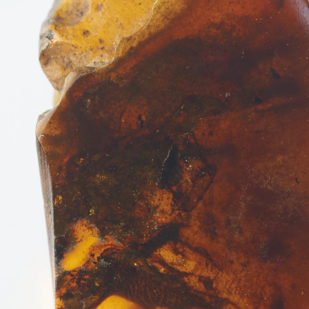 レア極上品PA118虫入り琥珀化石白亜紀の爬虫類 「爪」と「体」 9900万年前