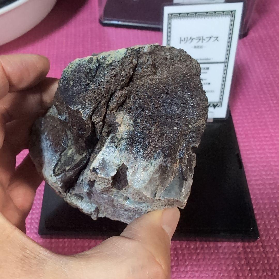 本物　トリケラトプス　特大角化石の一部　ラベル付き 485グラム