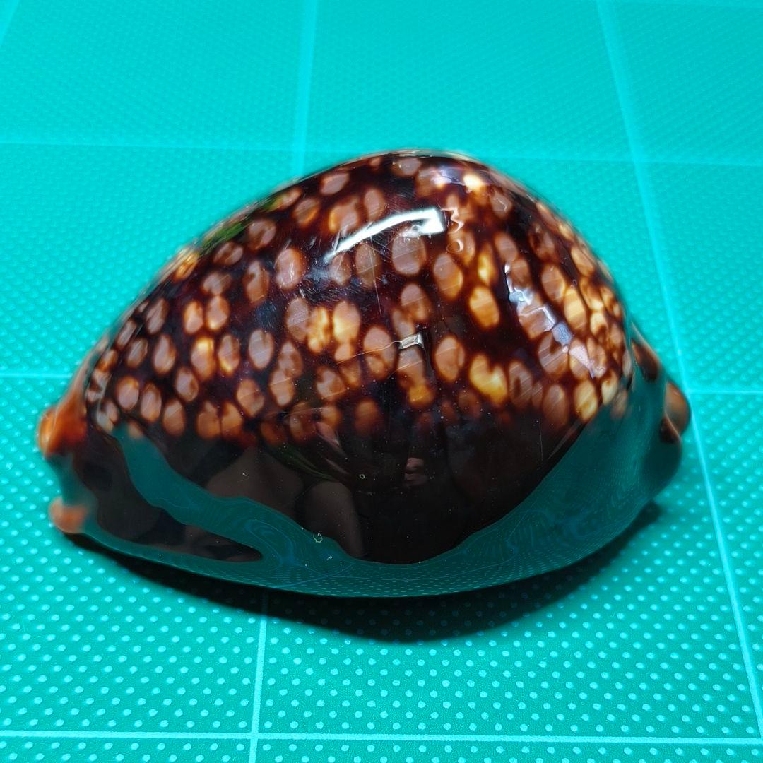 【沖縄産・大型】タカラガイ