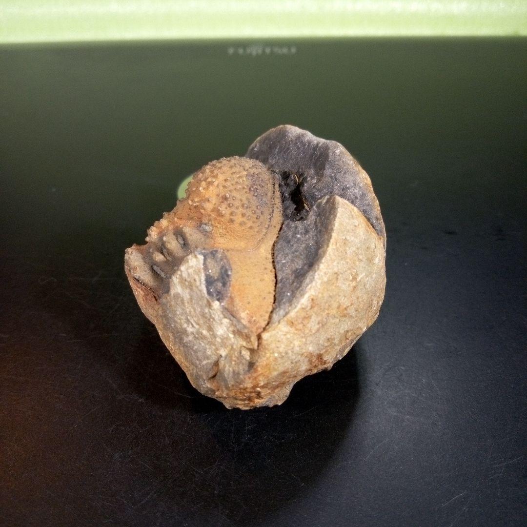 三葉虫　化石　fossil　海　ボリビア産　trilobite　ボリビア化石郡⑤