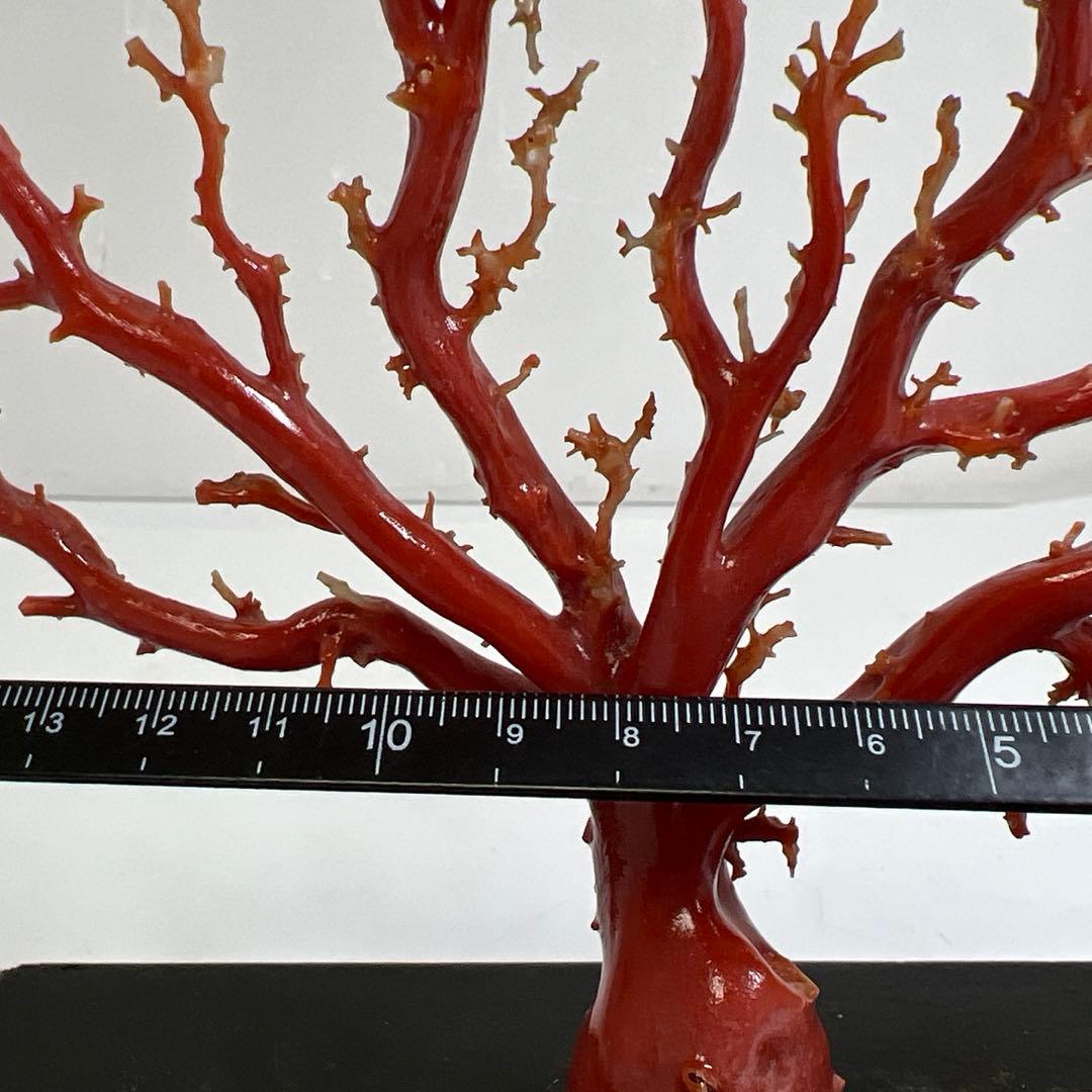 本血赤珊瑚　原木　195g(台込) 最大23.7mmトカコ東な8-0130☆1F