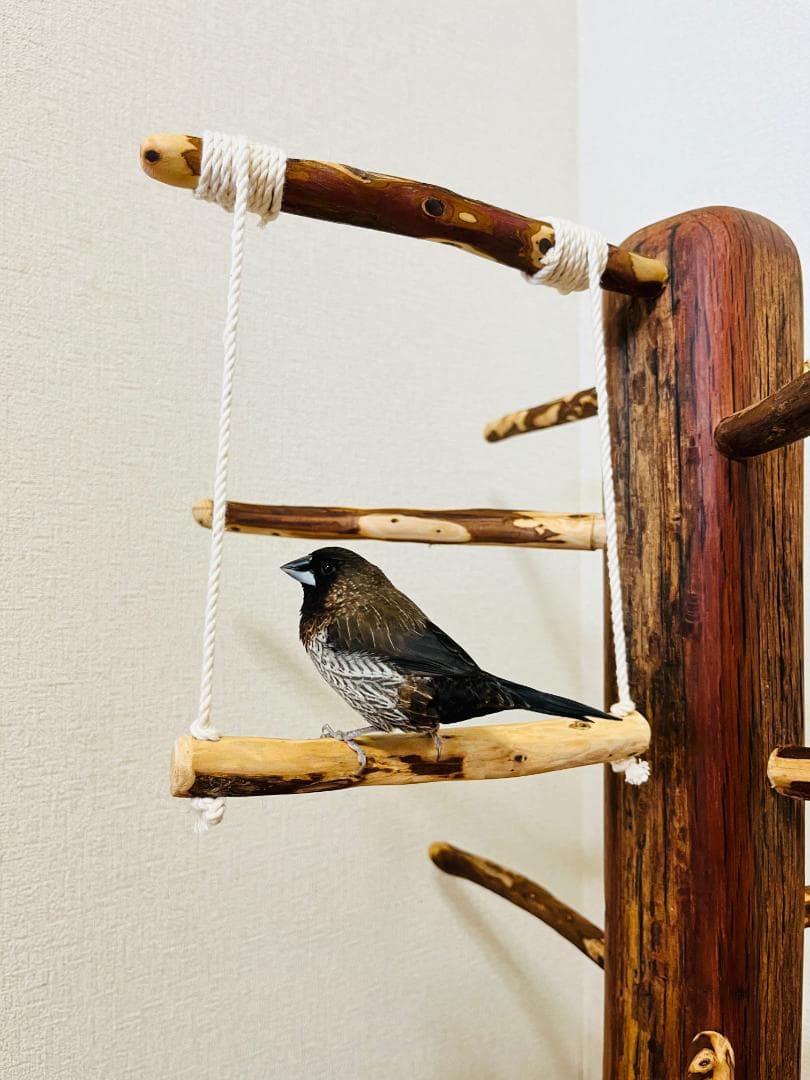 【中型鳥】ブランコ＆はしご付バードアスレチック♬