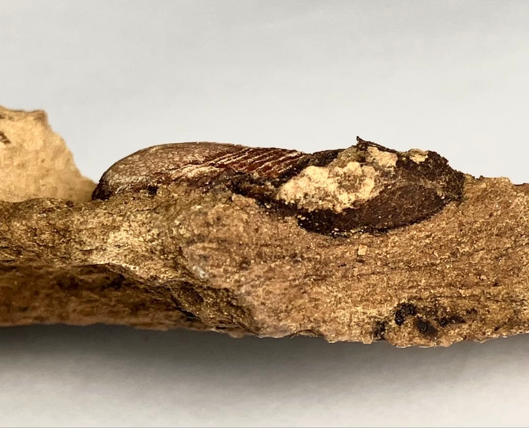 三葉虫　化石　Meitanillaenus