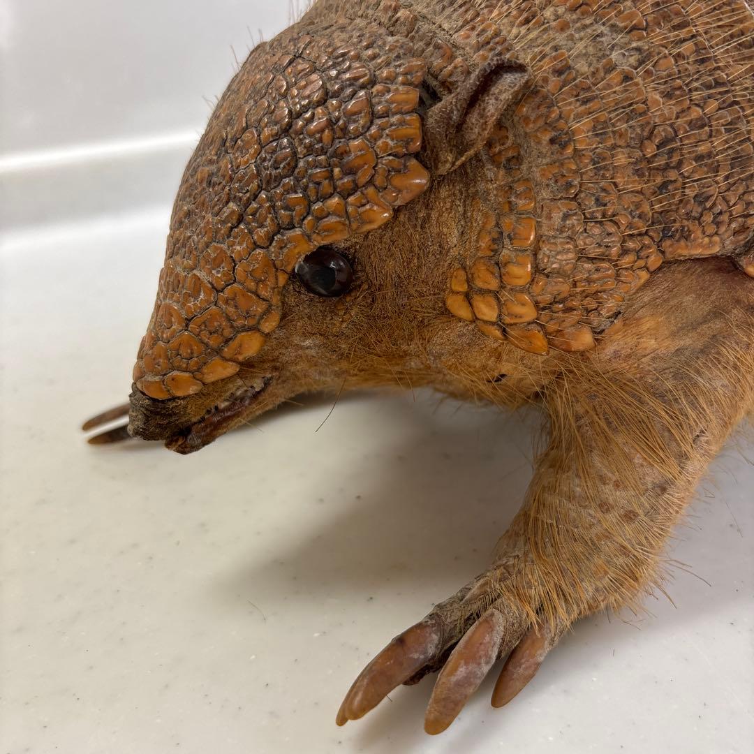 アルマジロ剥製