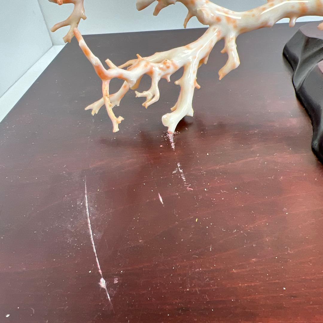 本桃色特大珊瑚　ケース付　東Y8-0129①トコニ